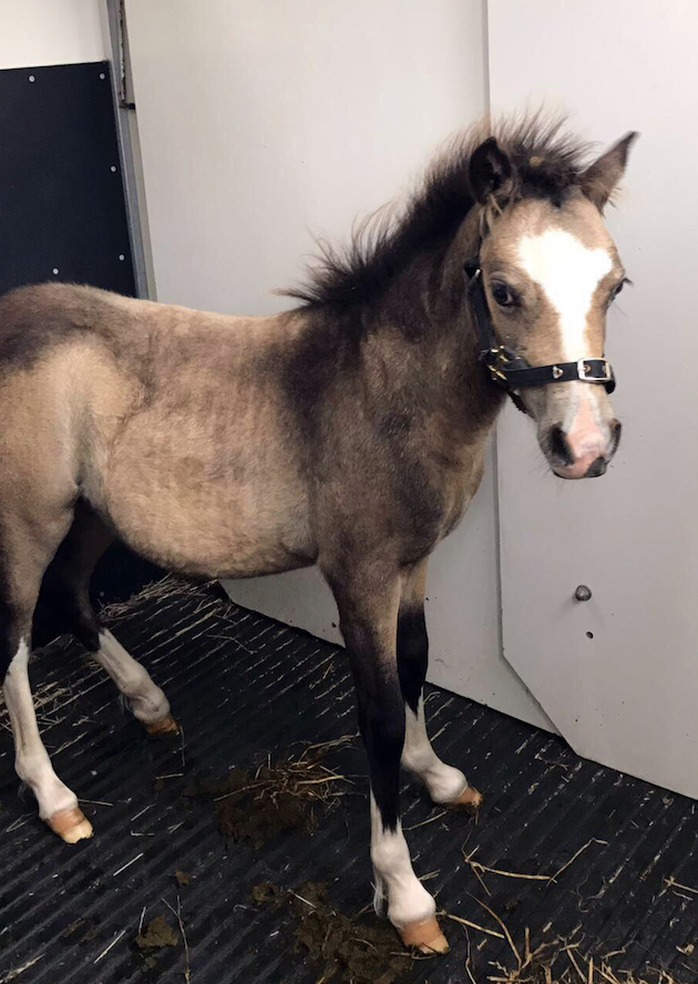 redwingshorsesanctuary_49851010598.jpg