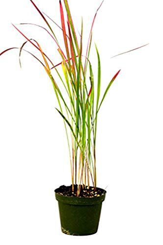 How to grow Japanese blood grass: for a colorful plant | Homes & Gardens