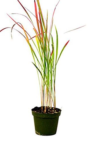  Japanese Blood Grass in a pot