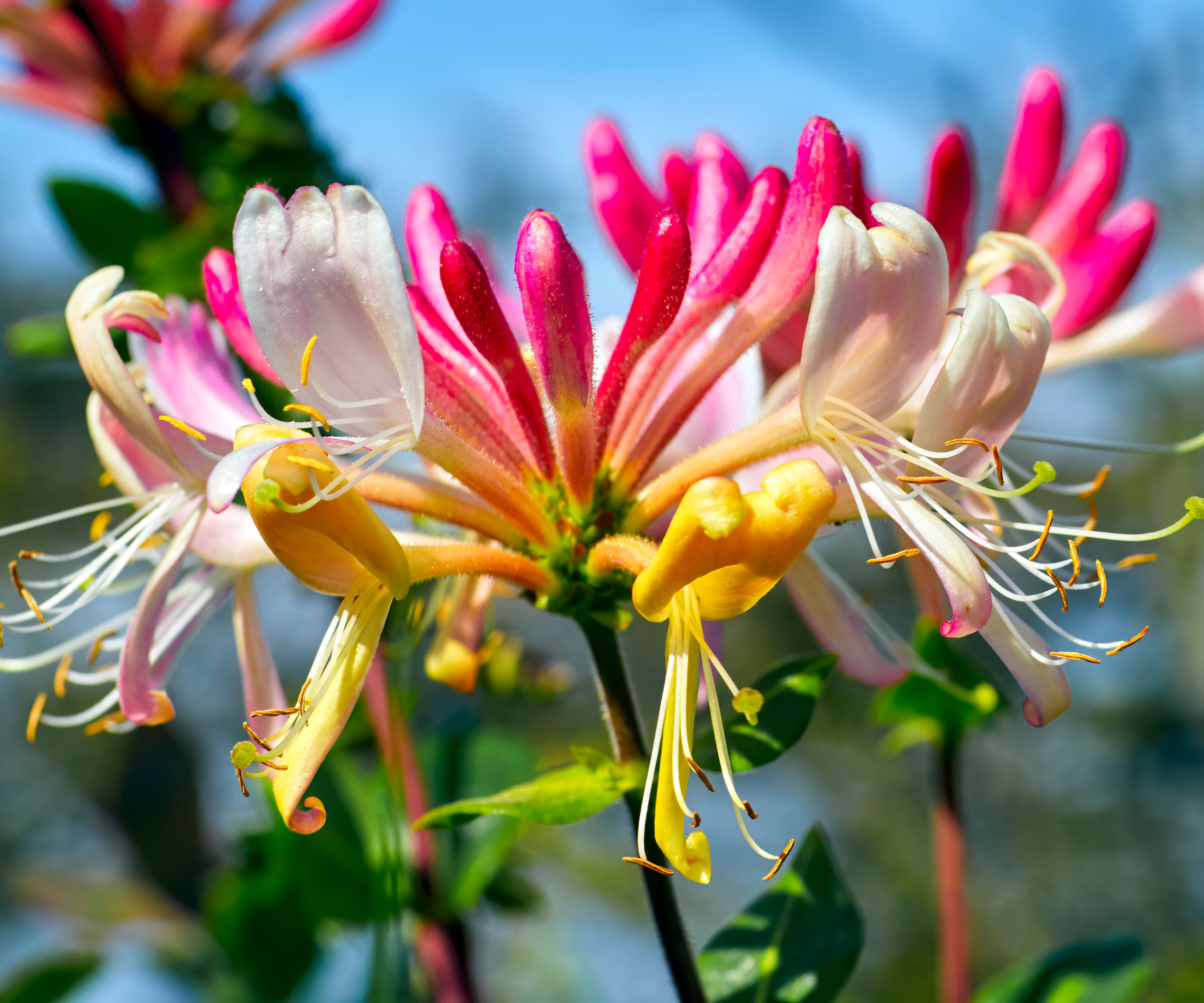 honeysuckle growing in garden