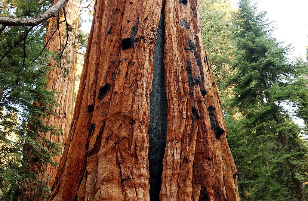 Sequoia trees seen along the Trail of the 100 Giants in the Sequoia National Monument in the southern Sierra Nevada mountains.