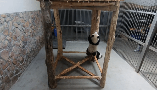 GIF image of a baby panda falling from the tree trunk it was trying to climb.