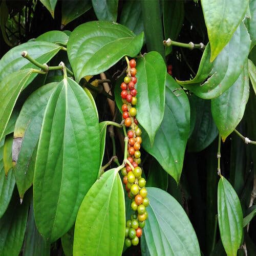 100pcs Green Piper Nigrum Plant Seeds