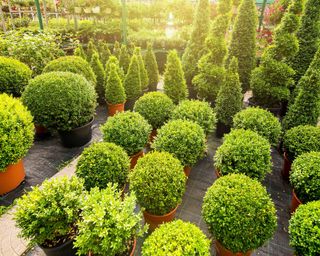 different varieties of boxwood in large containers