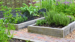 raised vegetable beds with rosemary, chives and others