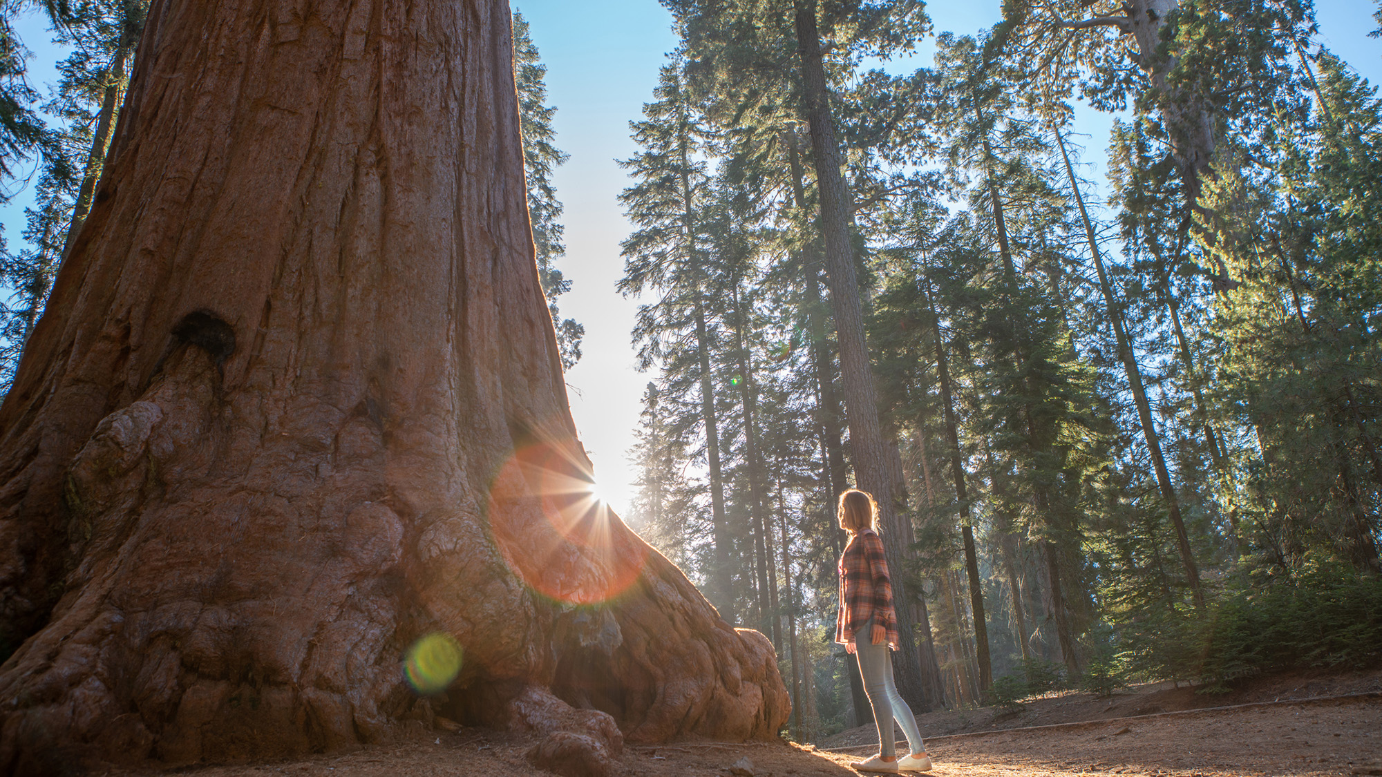 A woman stands under a large tree in the middle of a forest.