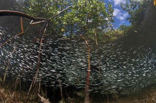 Matt Potenski of New Jersey took home second place in the wide angle category for his photo of a school of fish swimming in their home of red mangroves (<em>Rhizophora mangle</em>) in South Bimini, Bahamas.