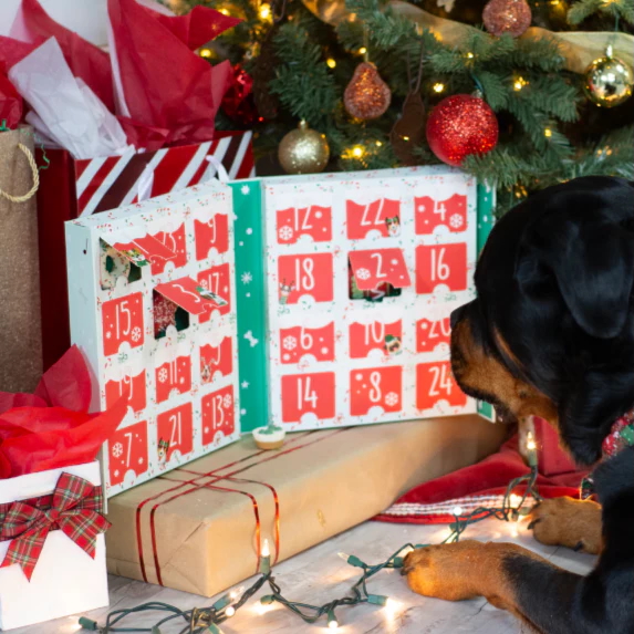 A black and tan dog looks at the Wufers advent calendar filled with dog treats