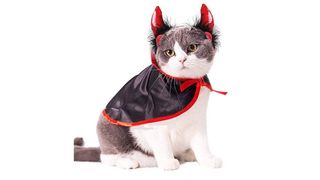 devil cat costume