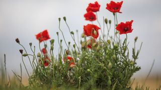 Wild poppies grow in the 'Trench of Death', a preserved World War One trench system, in Diksmuide, Belgium