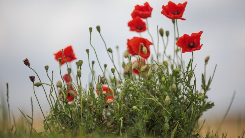 Wild poppies grow in the 'Trench of Death', a preserved World War One trench system, in Diksmuide, Belgium