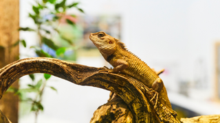 Bearded dragon, one of the best pet reptiles, sitting on a branch