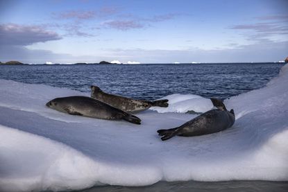 Seals lie on the ice in Antarctica