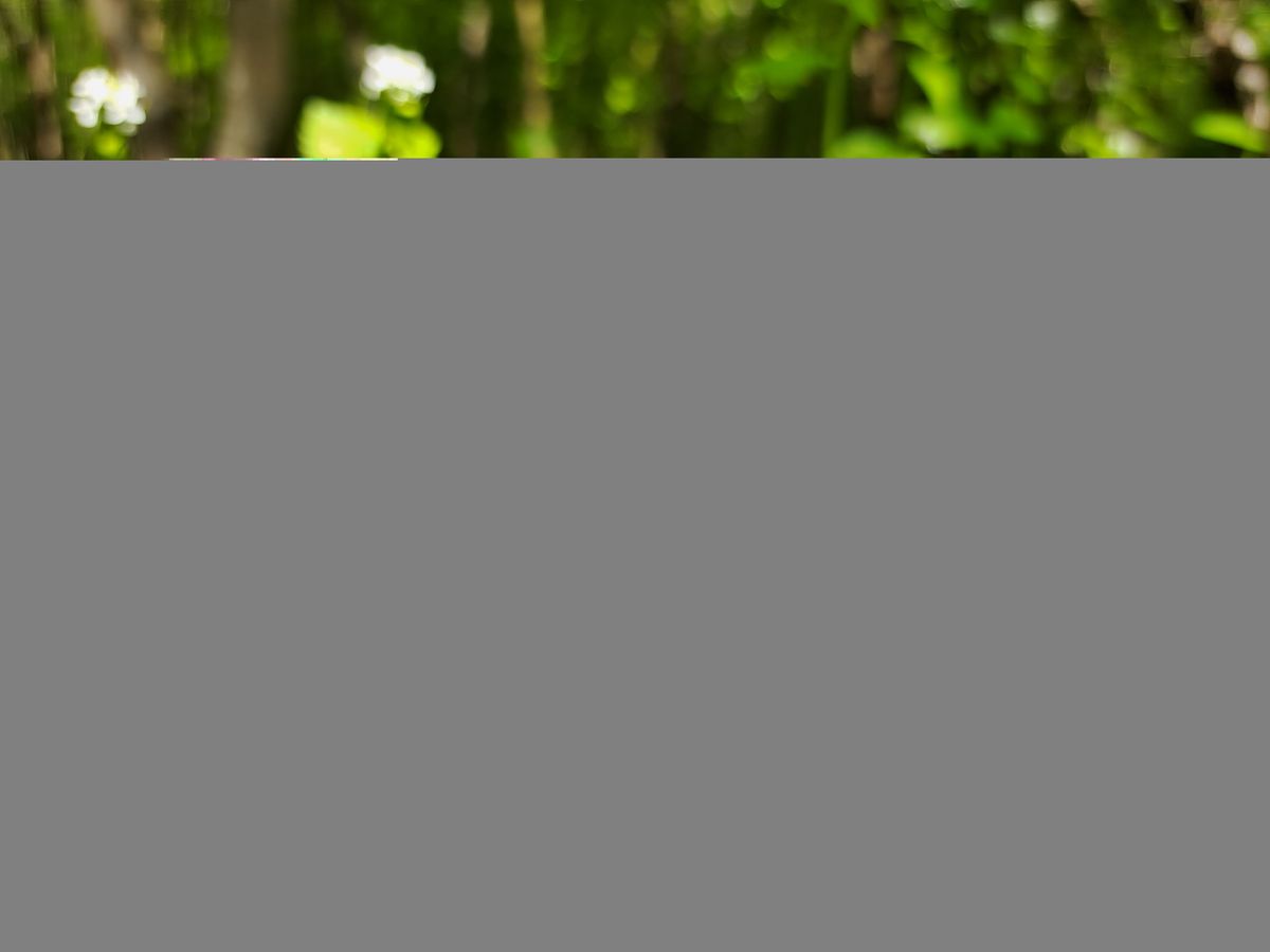 Samsung Galaxy A53 camera samples