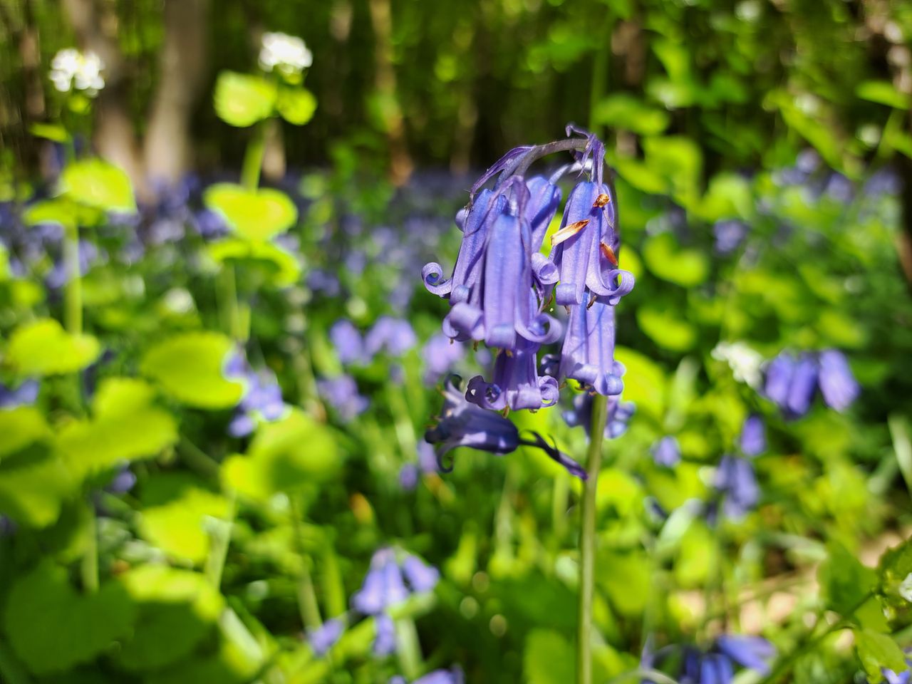 Samsung Galaxy A53 camera samples