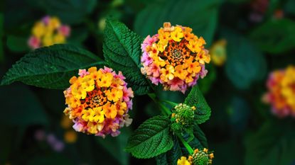 Lantanas flowers in full bloom 