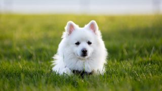 American Eskimo