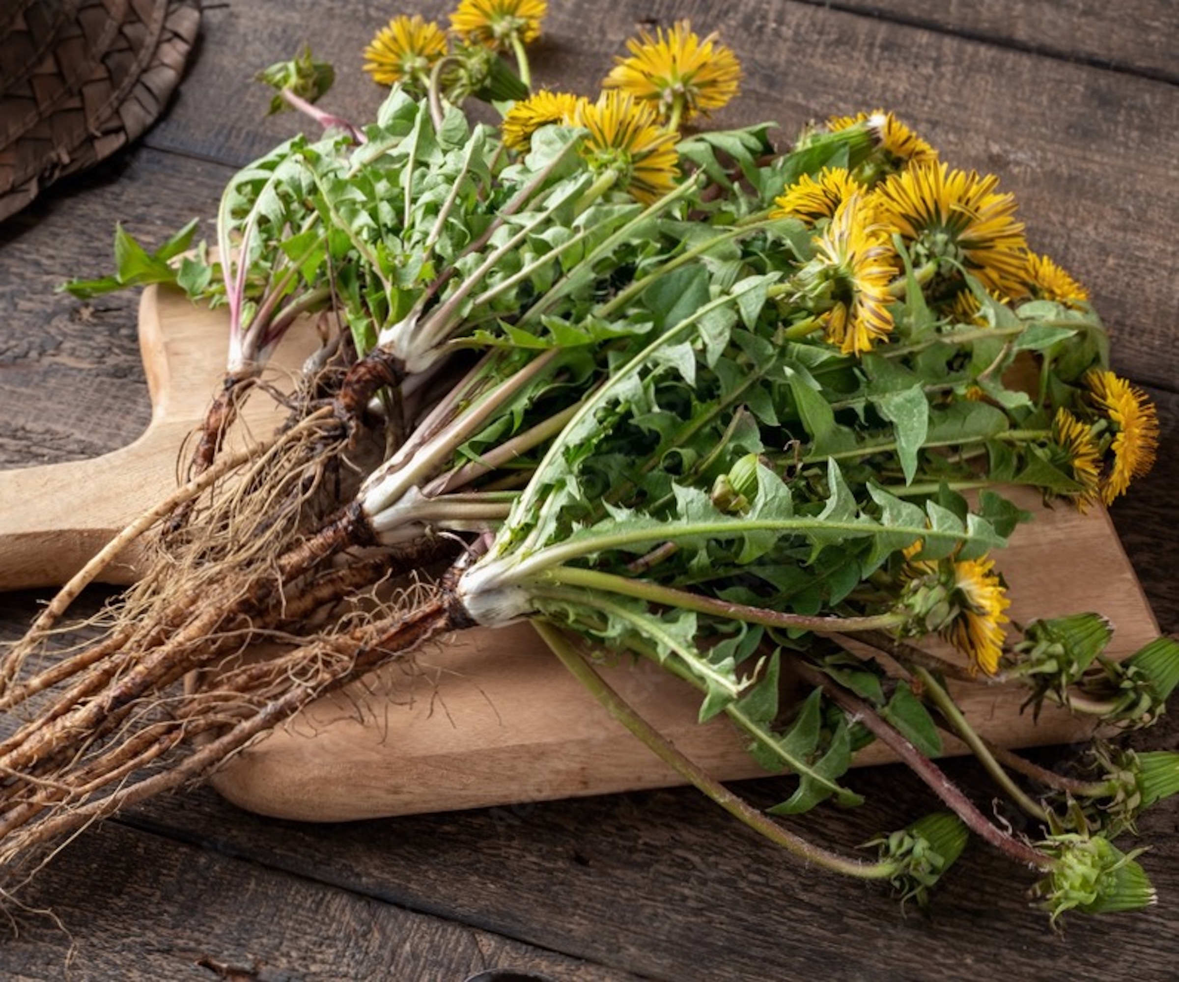Pulled up dandelion flowers and roots on a chopping board