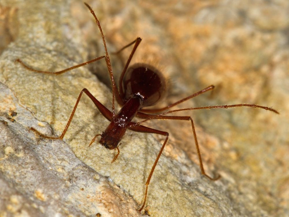 Cave Beetle