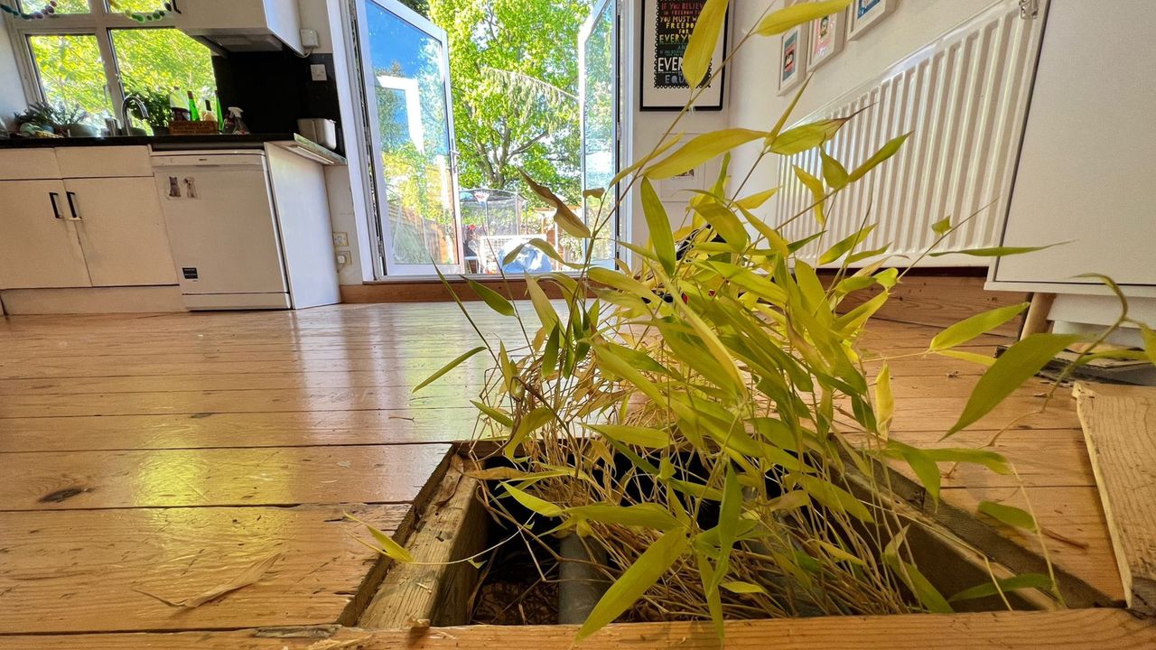 bamboo pushing through wooden floorboards