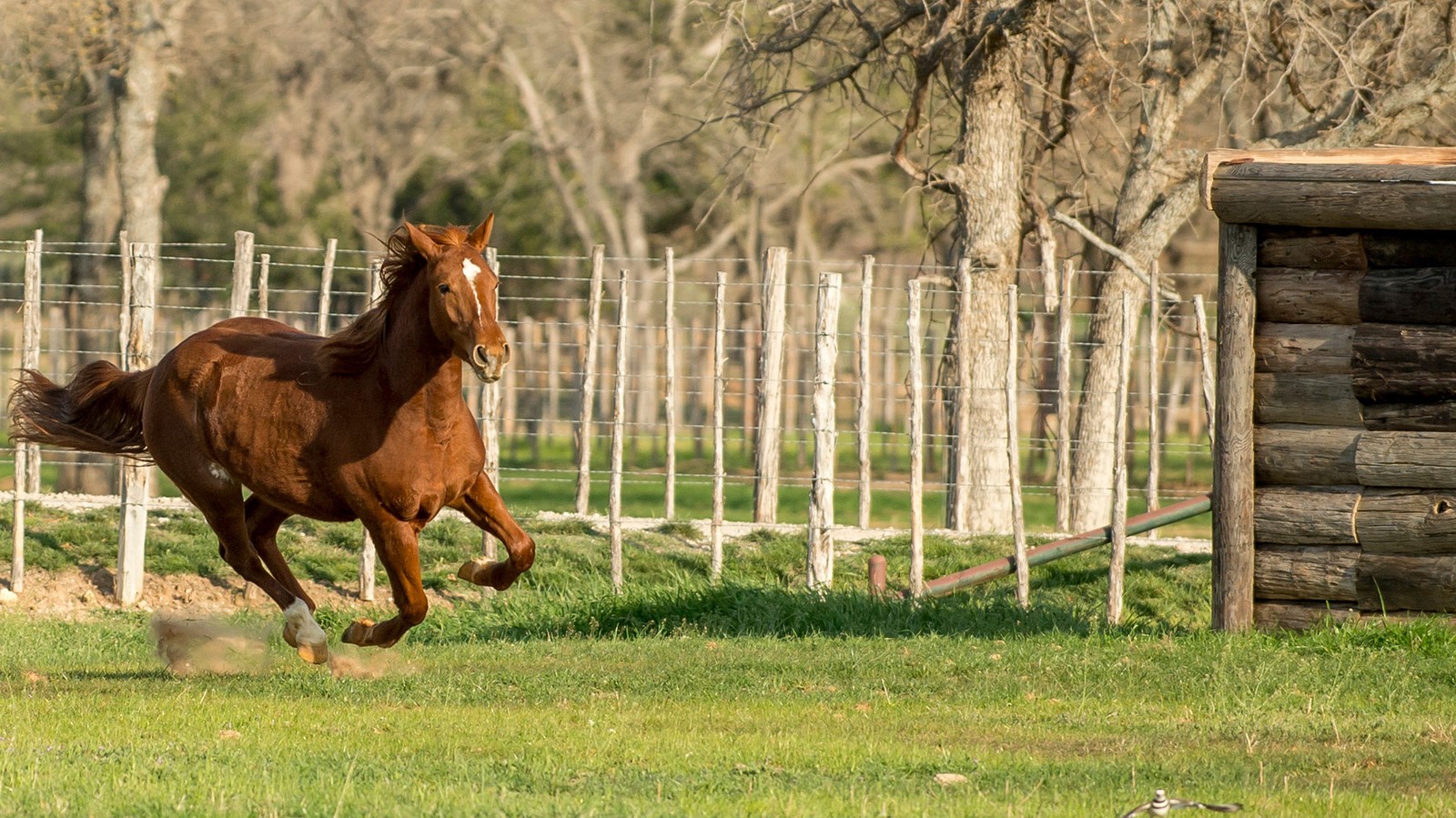 Um cavalo correndo livre