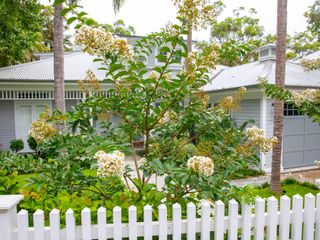 crepe myrtle in front yard