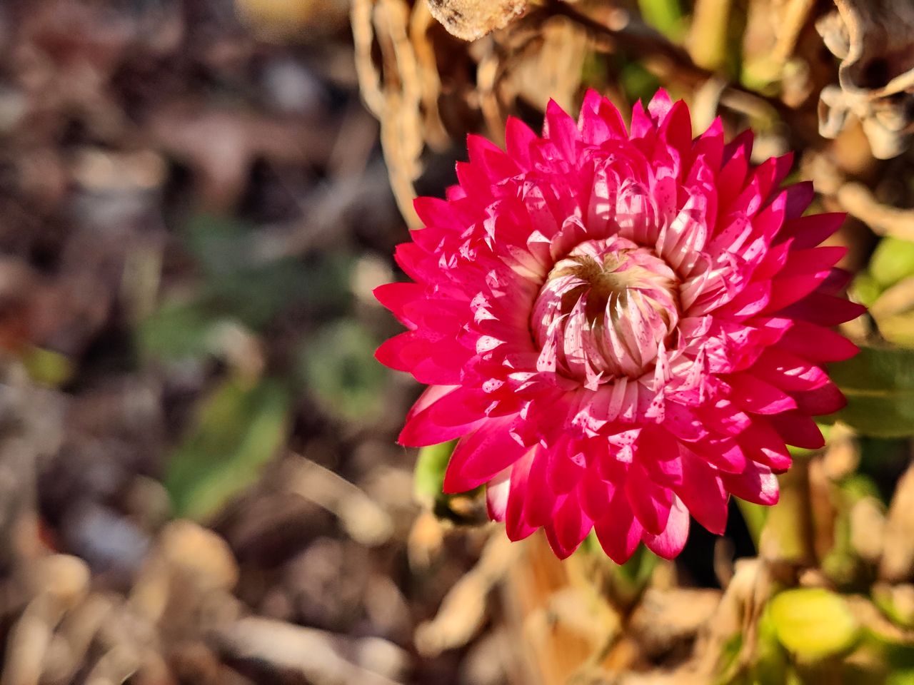 OnePlus 8T review camera samples
