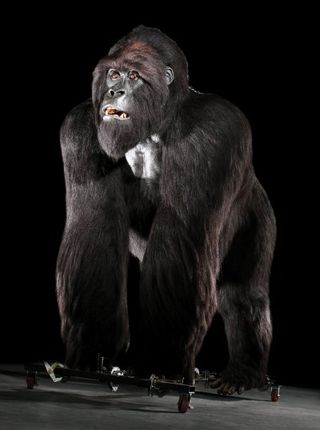 The full-sized Mighty Joe animatronic, going up for auction on 11 December