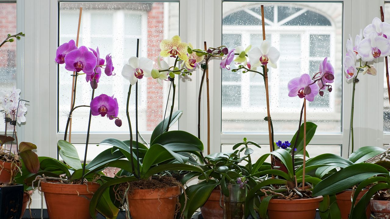 Row of purple, white and yellow orchid on windowsill