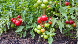 cordon tomatoes