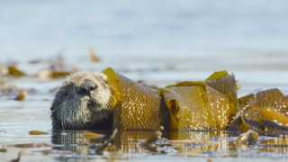 A sea otter at play, with kelp, in episode 4.