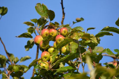 apple trees in autumn