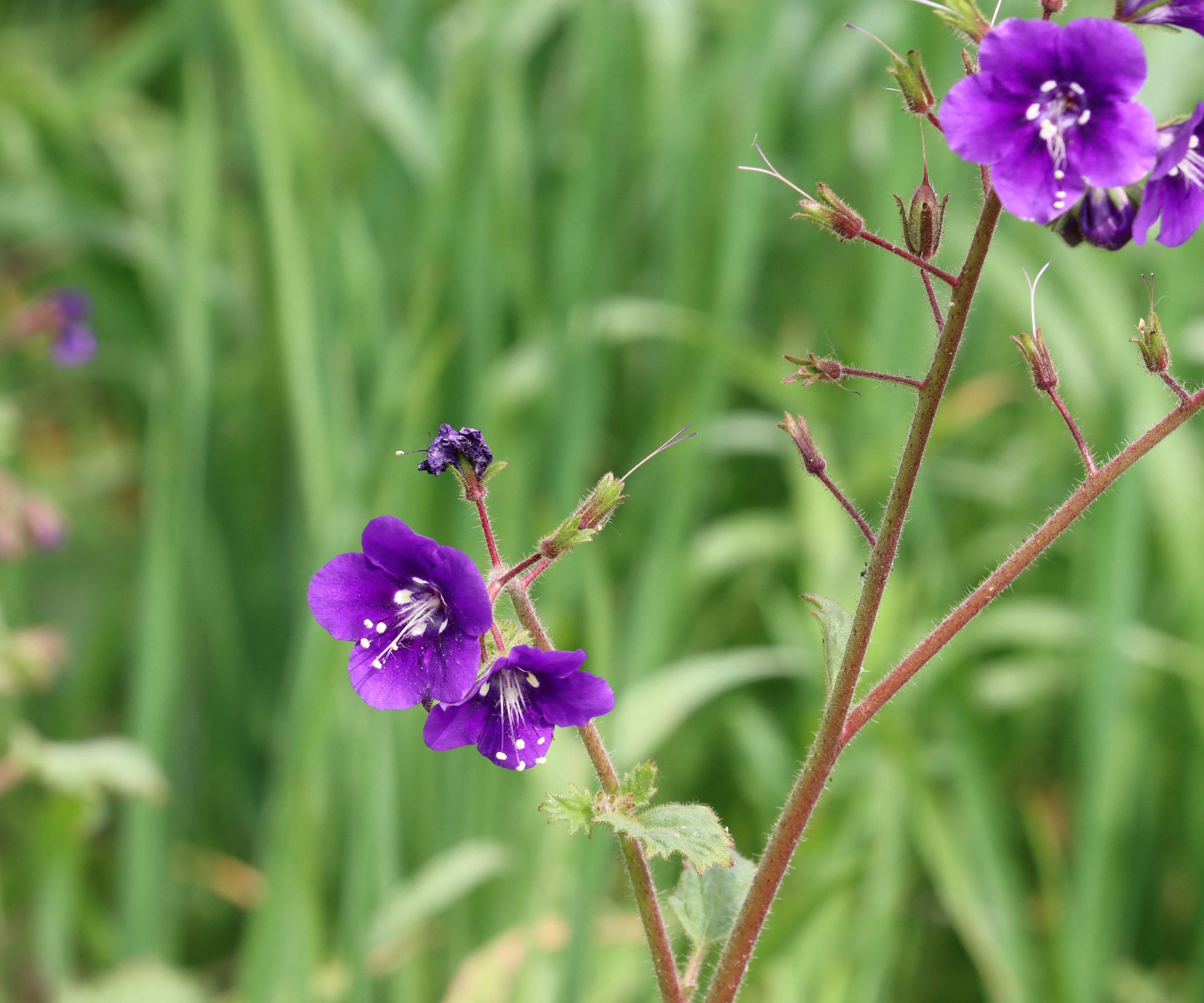 Purple flowering Phacelia Parryi