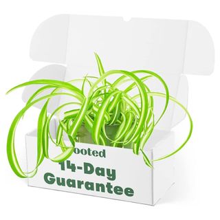 A light green spider plant in a box. 