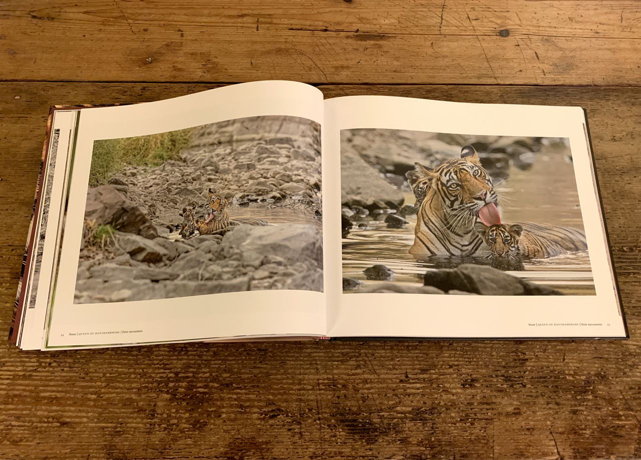 Photograph of pages 54-55 of Noor Queen of Ranthambhore by Andy Rouse
