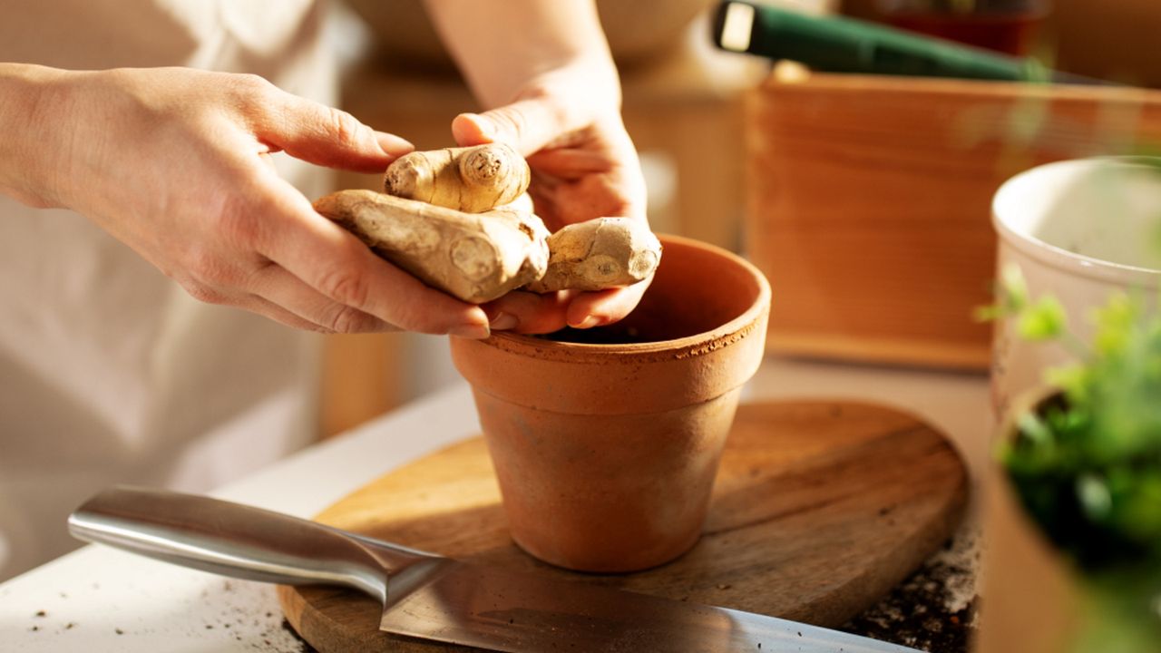 Grow ginger in pots