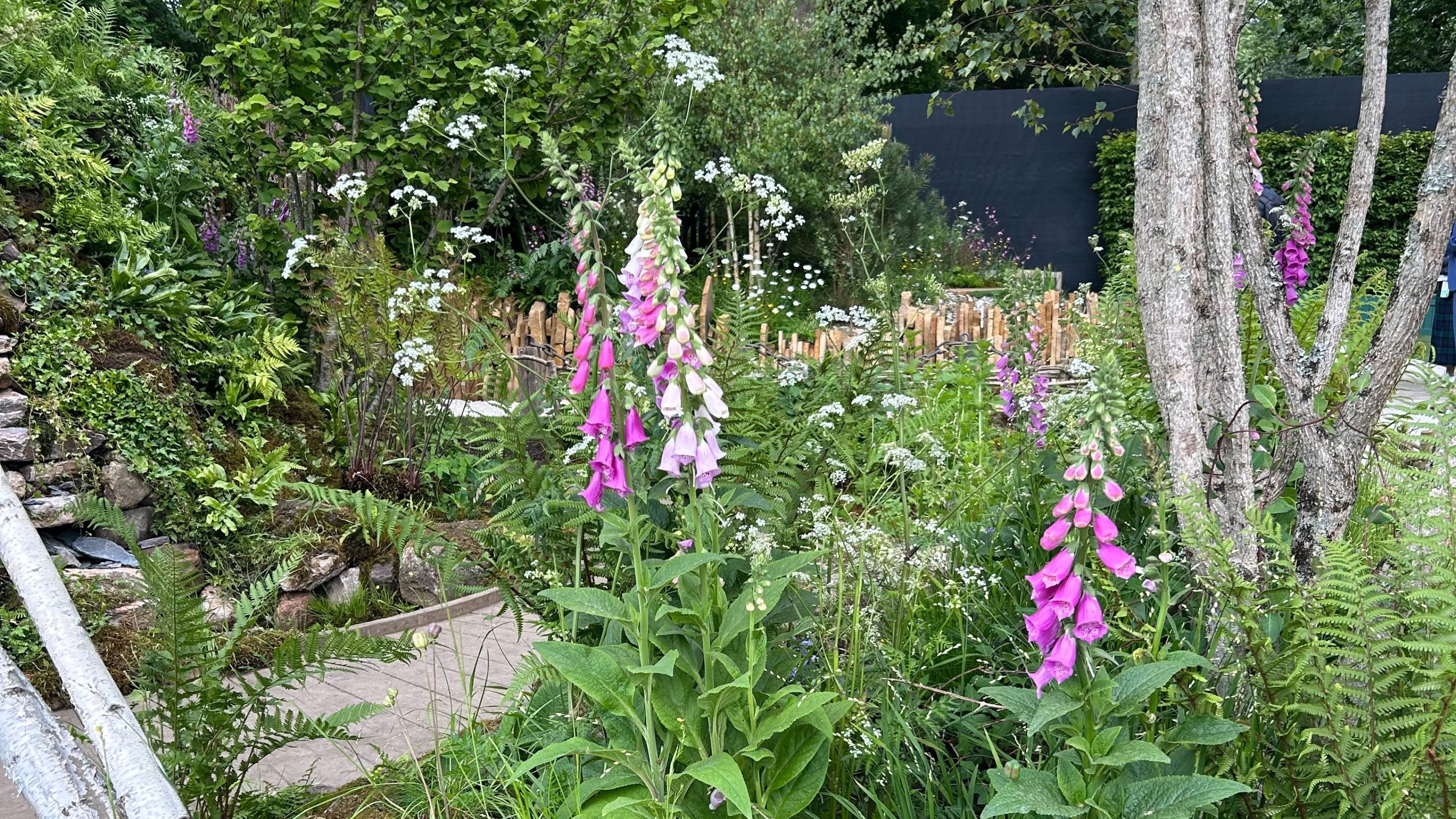 Foxgloves growing in garden at RHS Chelsea Flower Show 2025
