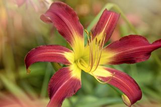 Monty Don tips for growing lilies