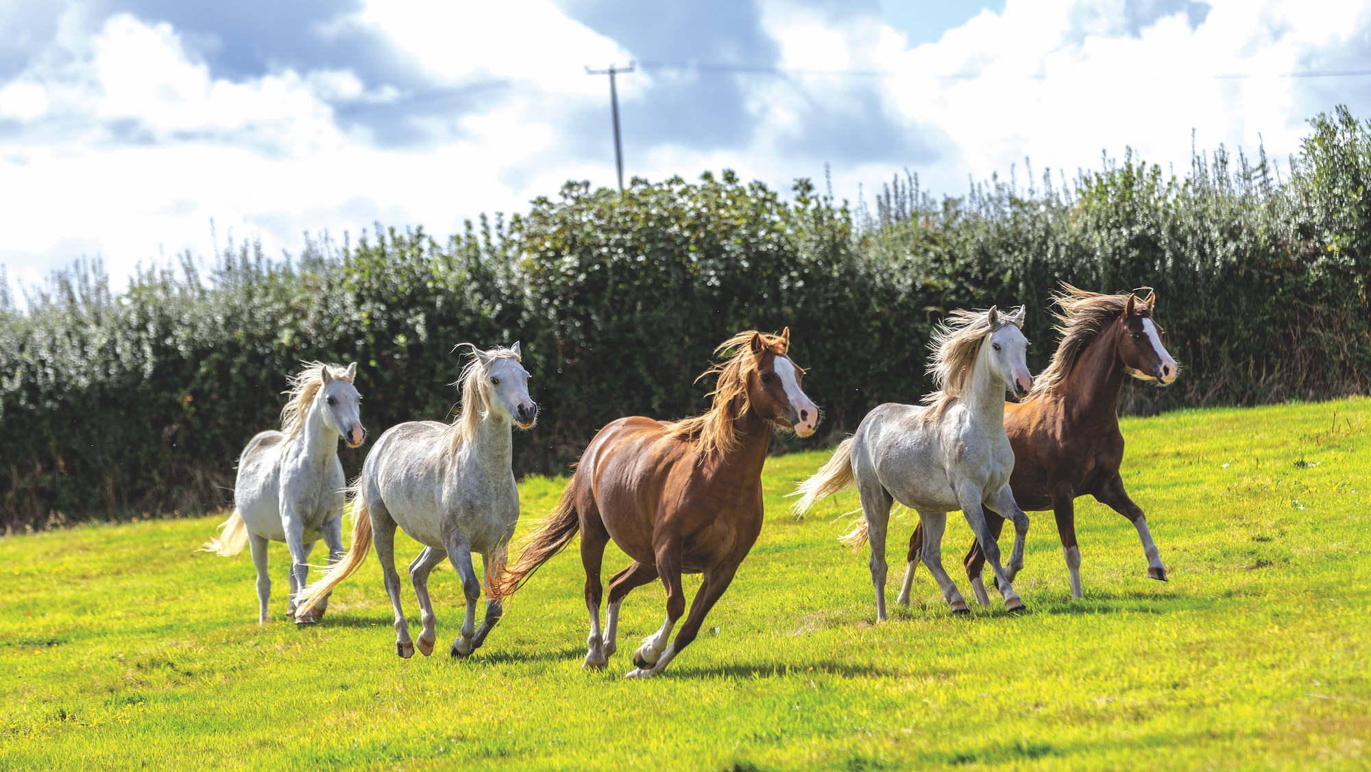 Heniarth Stud mares enjoying the sunshine in the field