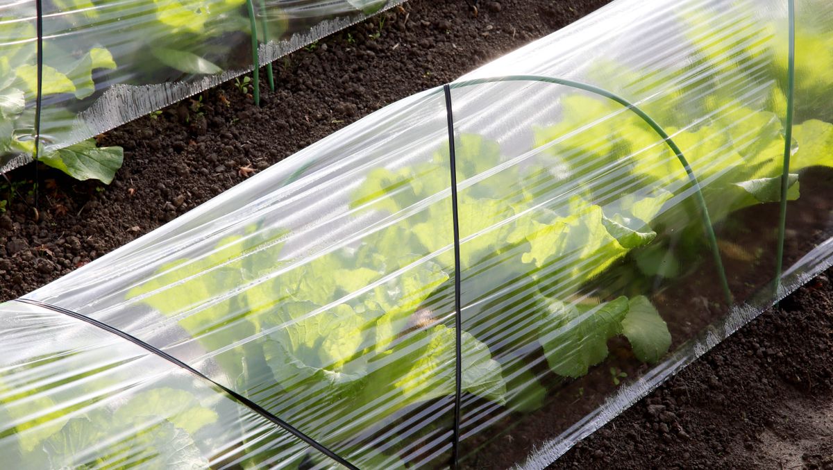 7 ways to repel Japanese beetles and keep them out of your yard Tom's