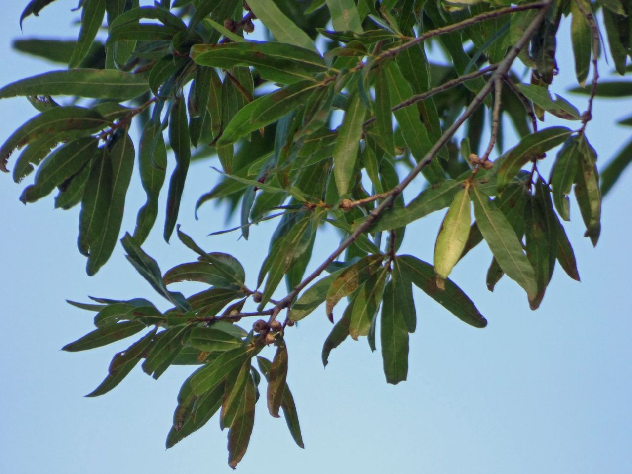 Willow Oak Tree