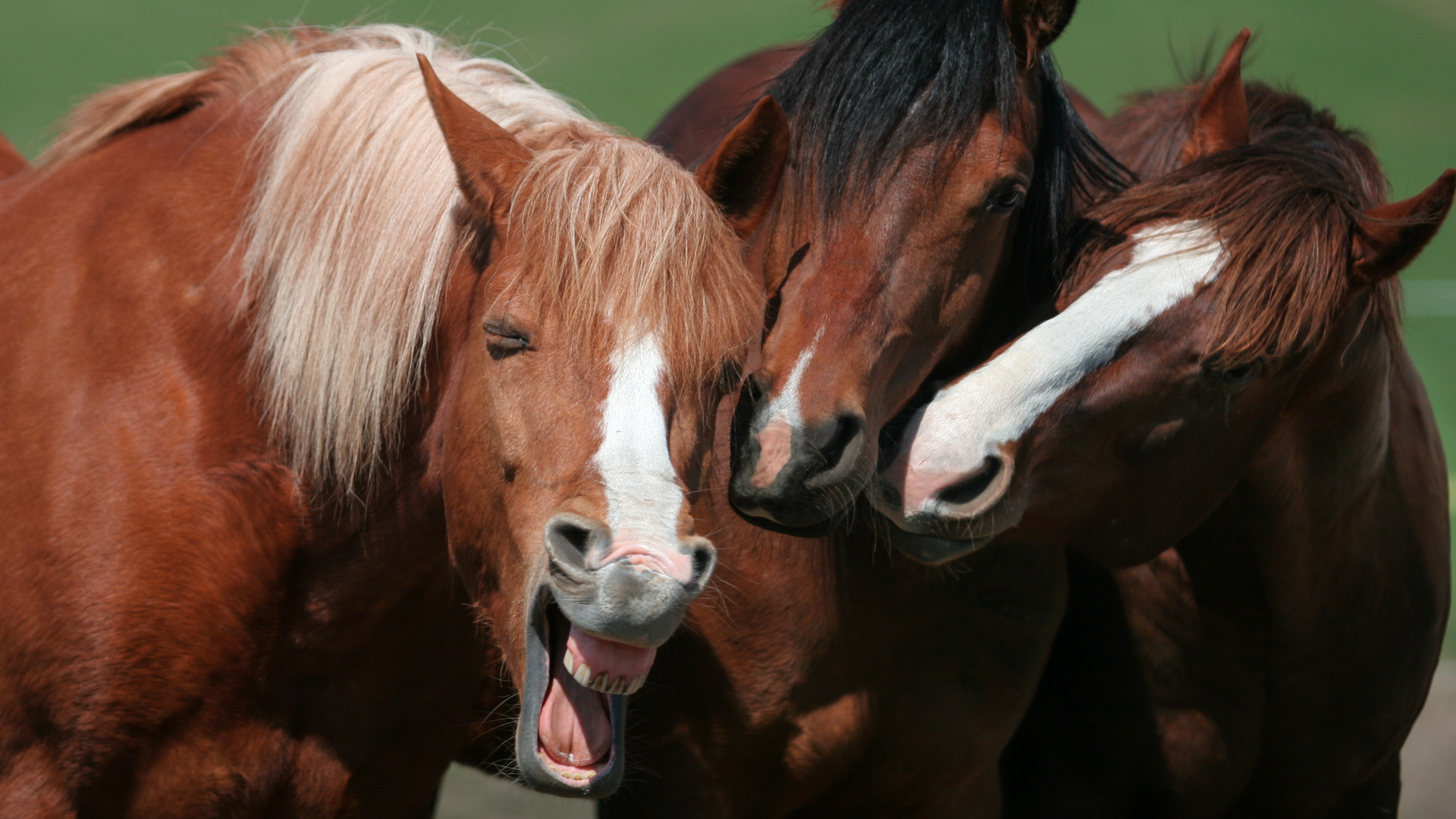 Comedy Pet Photo Awards