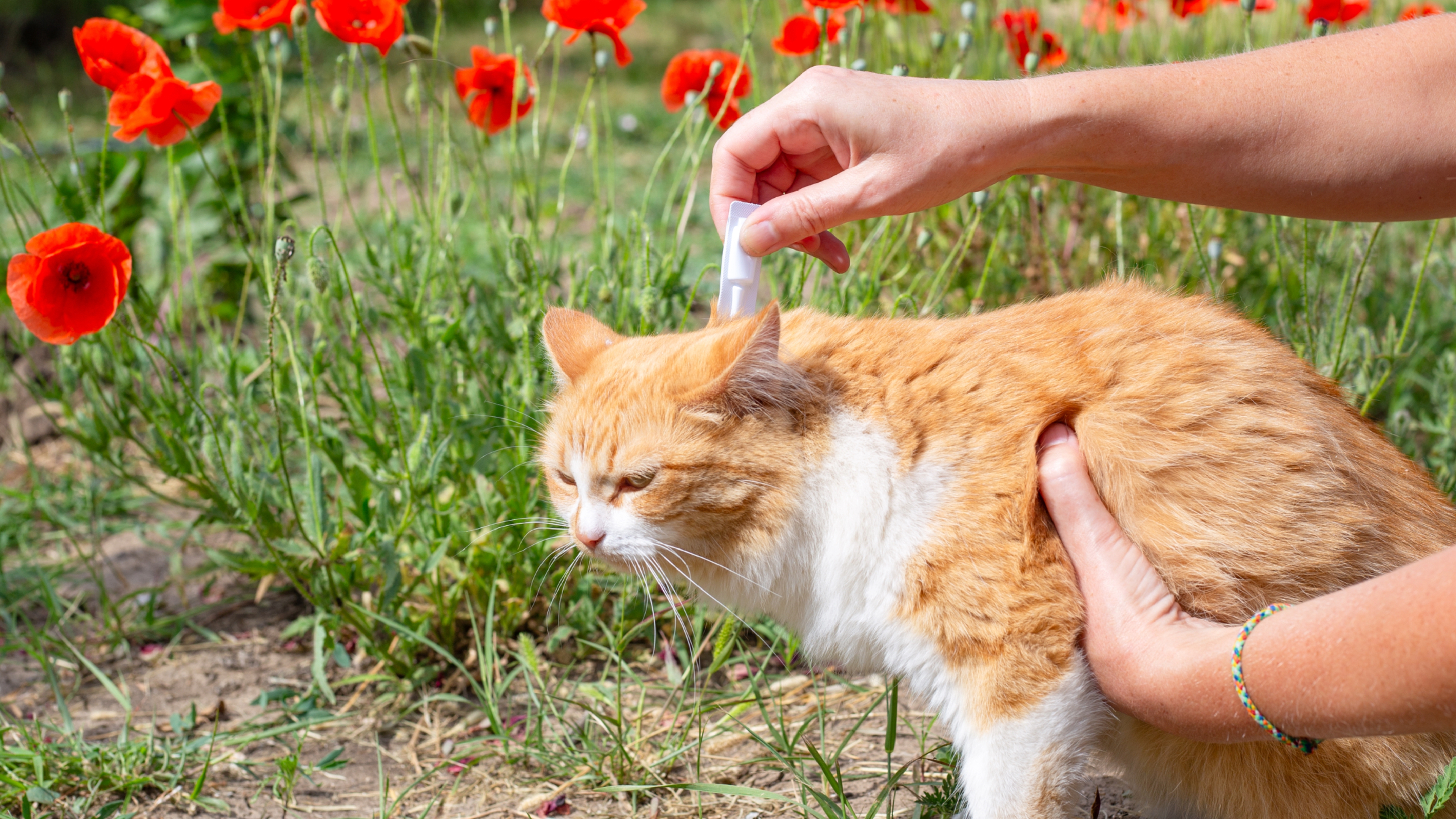 Person applying topical flea treatment to cat