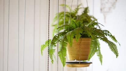 Pot of hanging Boston fern, hanging green plant decoration