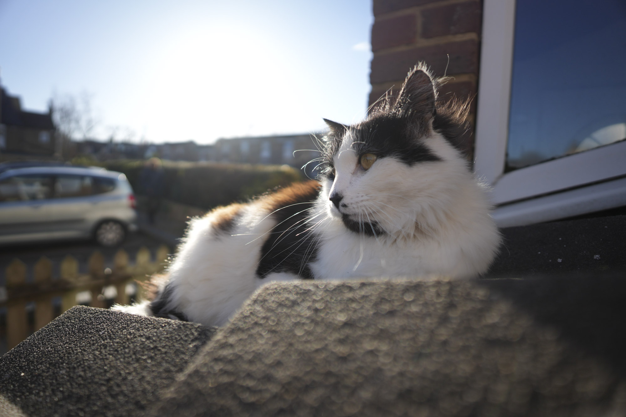 A test shot taken with Sigma 12mm f/1.4 DC | C lens showing the blurry background and shallow depth of field with its wide maximum f/1.4 aperture