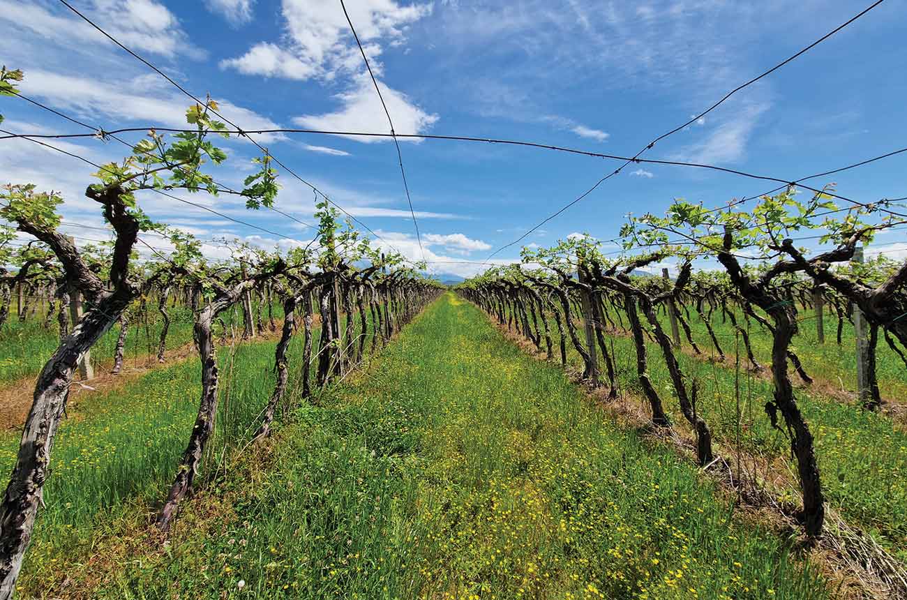 Rows of vines tied to a trellis
