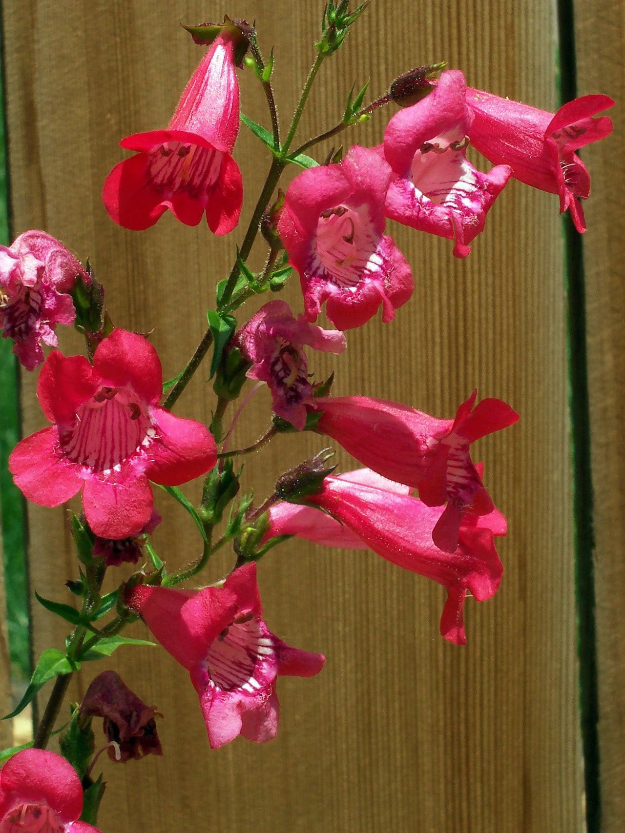 Red Flowered Penstemon Plant