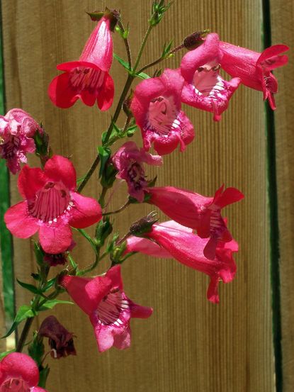 Red Flowered Penstemon Plant