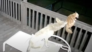 Cat fights off coyote on porch