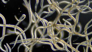 Researchers believe at least one species of microscopic nematode worms are capable of making complex decisions.